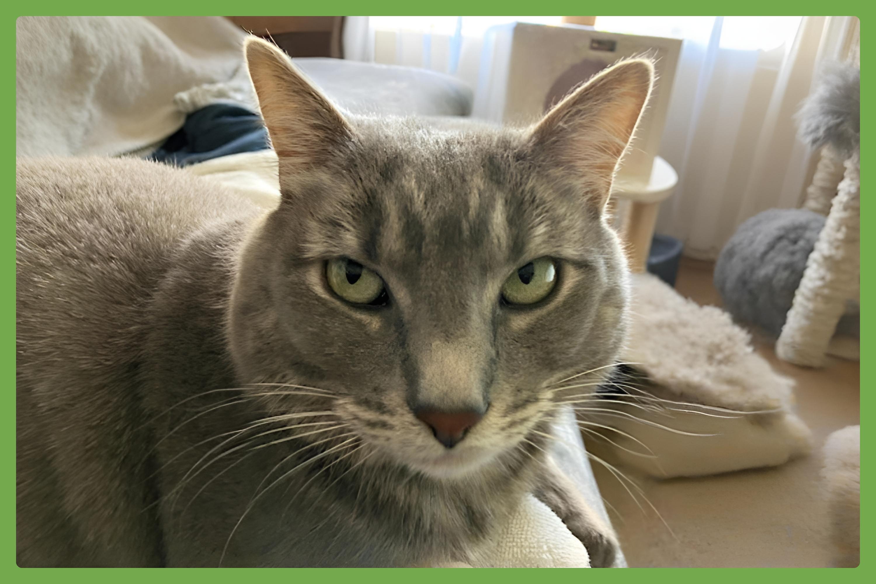 Enlarge Tommy, a Adoptable Domestic Short Hair in San Diego, CA image 1/5