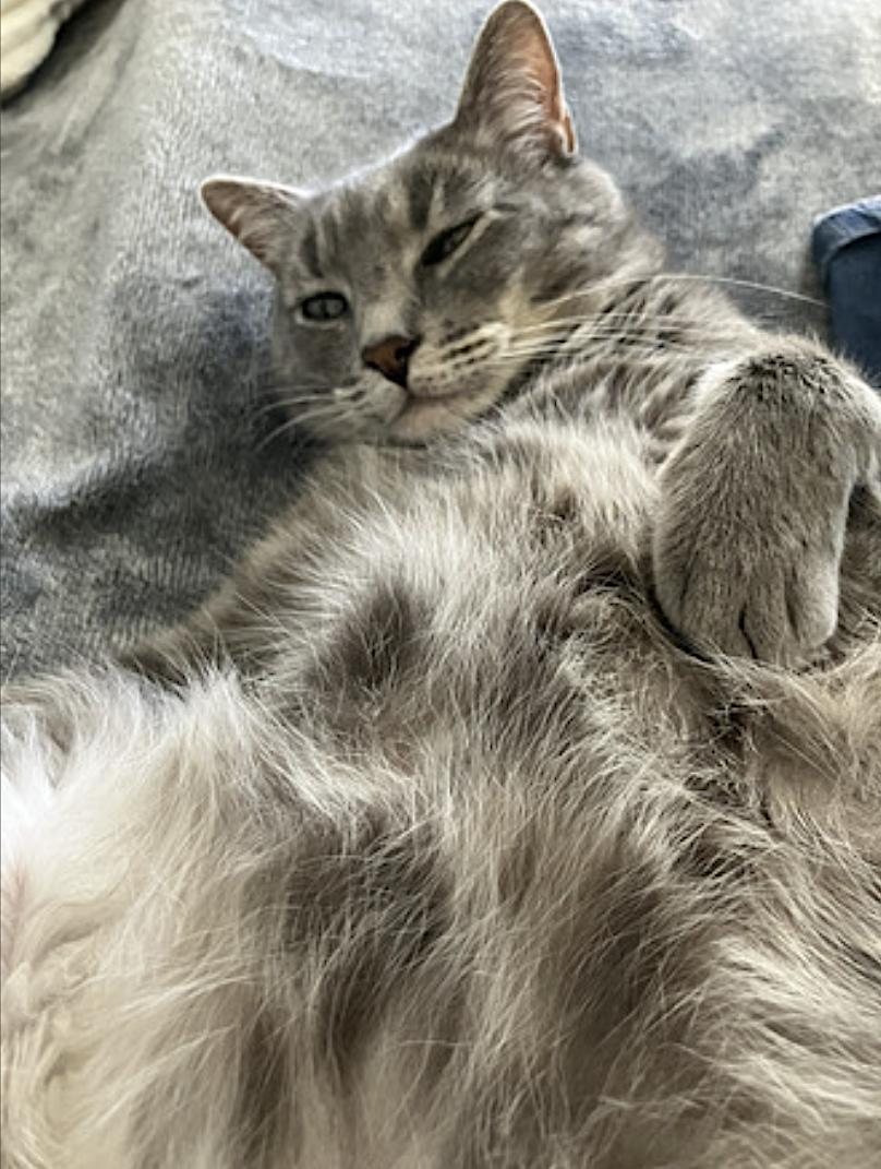 Enlarge Tommy, a Adoptable Domestic Short Hair in San Diego, CA image 5/5