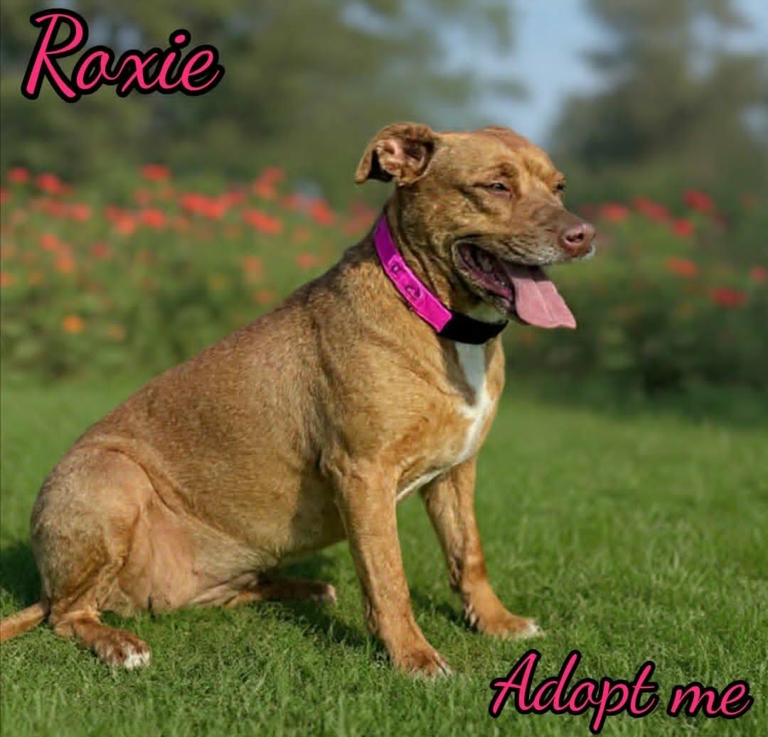 Roxie, ADOPTABLE, Adult Female Pit Bull Terrier.