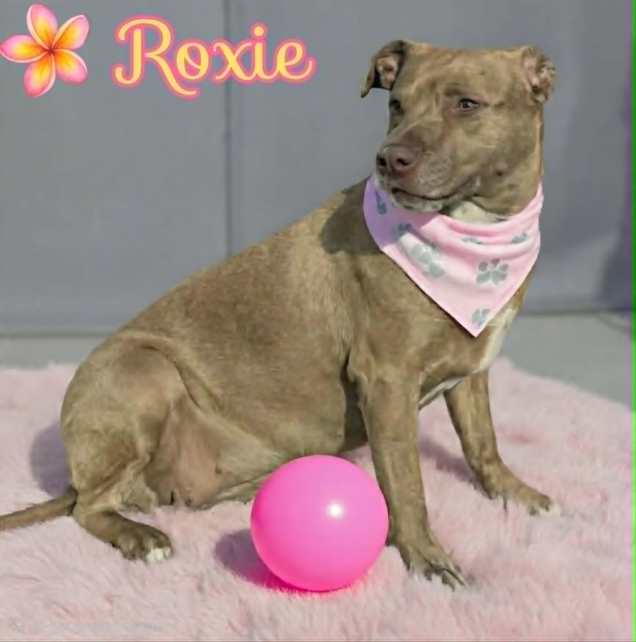 Roxie, a ADOPTABLE Pit Bull Terrier in Grove, OK image 2/4
