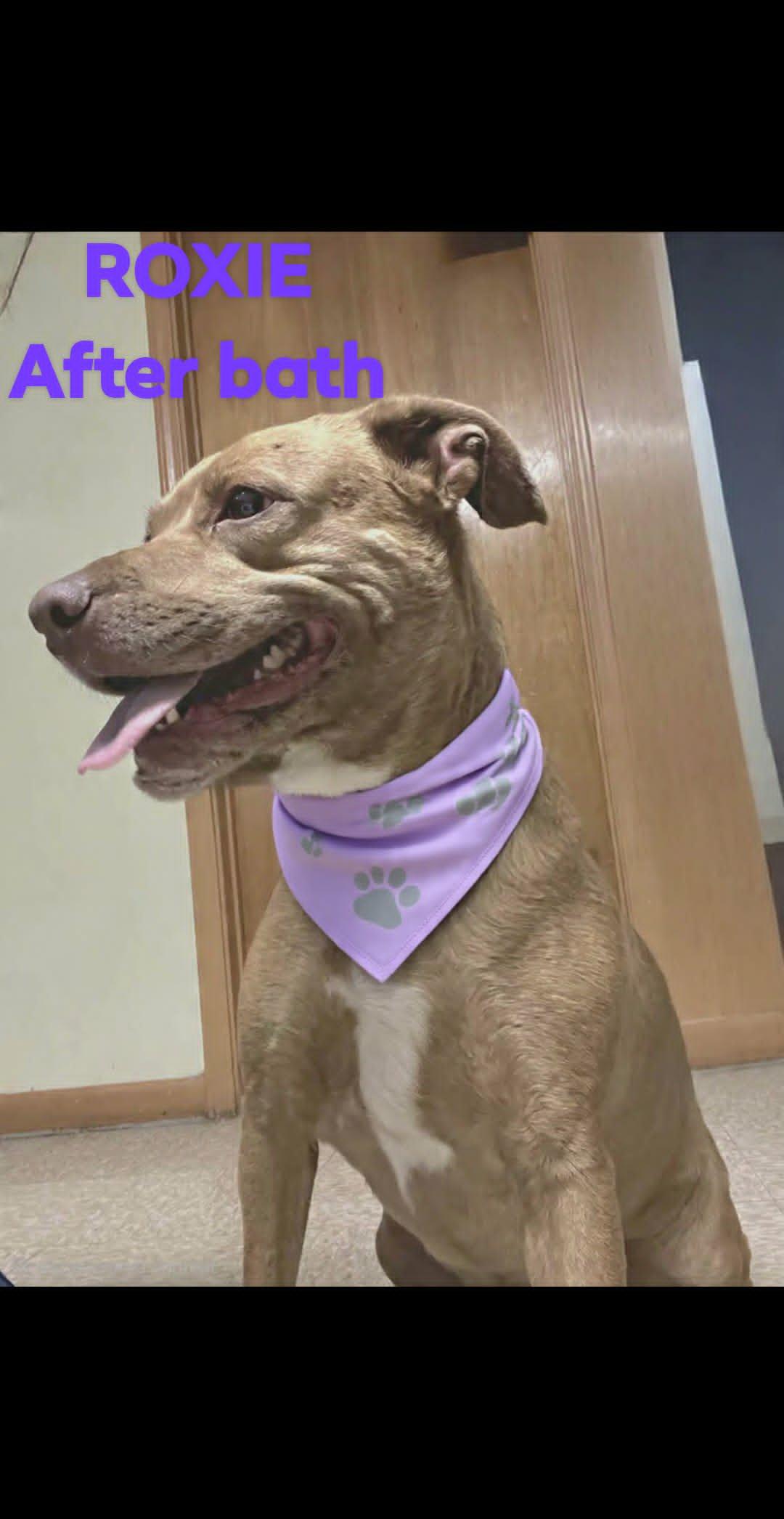 Roxie, a ADOPTABLE Pit Bull Terrier in Grove, OK image 3/4