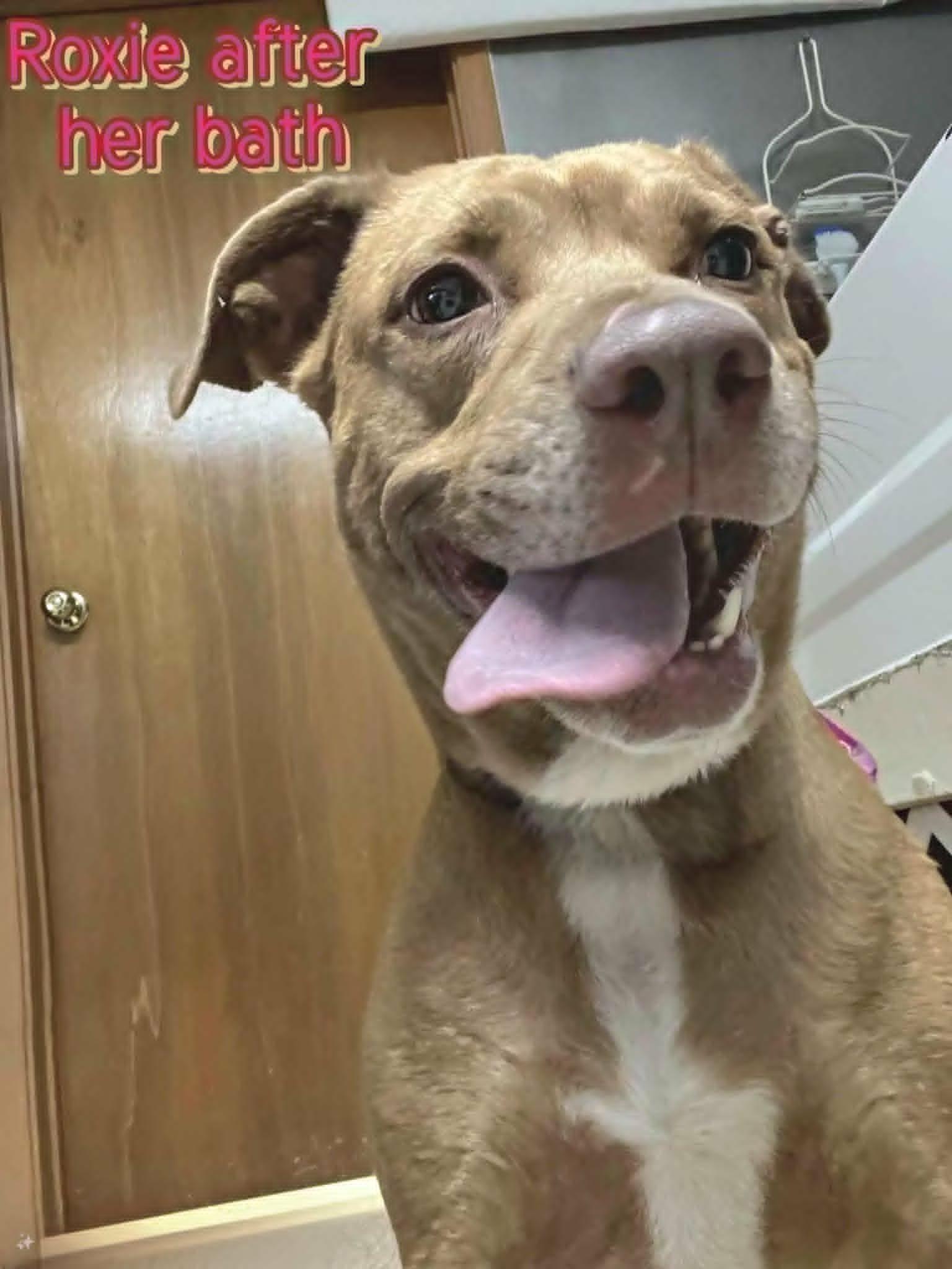 Roxie, a ADOPTABLE Pit Bull Terrier in Grove, OK image 4/4