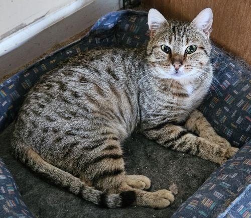 Barnaby, Adoptable, Adult Male Domestic Short Hair & Tabby.