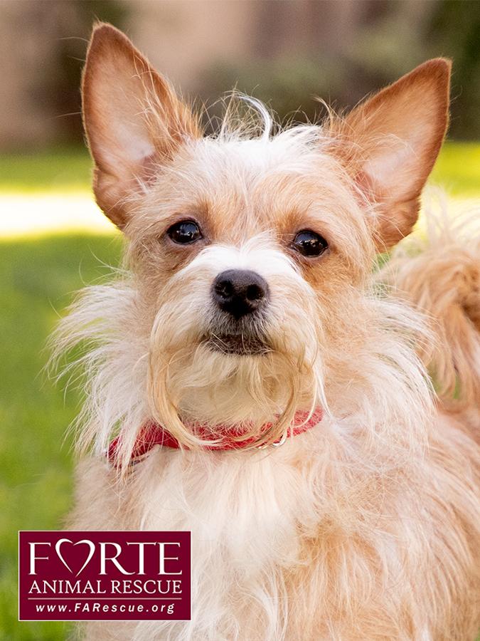 Lady, ADOPTABLE, Young Female Cairn Terrier & Chihuahua.