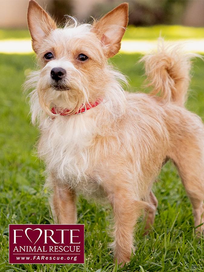 Enlarge Lady, a ADOPTABLE mixed breed in Marina Del Rey, CA image 3/6