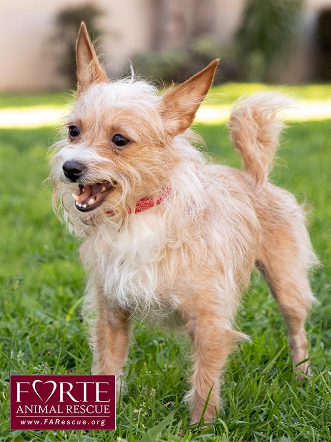 Enlarge Lady, a ADOPTABLE mixed breed in Marina Del Rey, CA image 6/6
