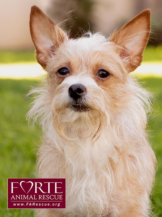 Enlarge Lady, a ADOPTABLE mixed breed in Marina Del Rey, CA image 5/6