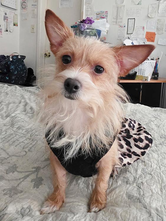 Enlarge Lady, a ADOPTABLE mixed breed in Marina Del Rey, CA image 4/6