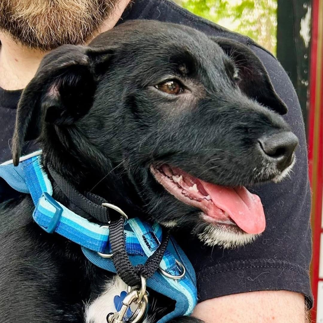 Enlarge Hollis Urgent Foster/Adopter Family Needed, a Adopted mixed breed in Roswell, GA image 2/6