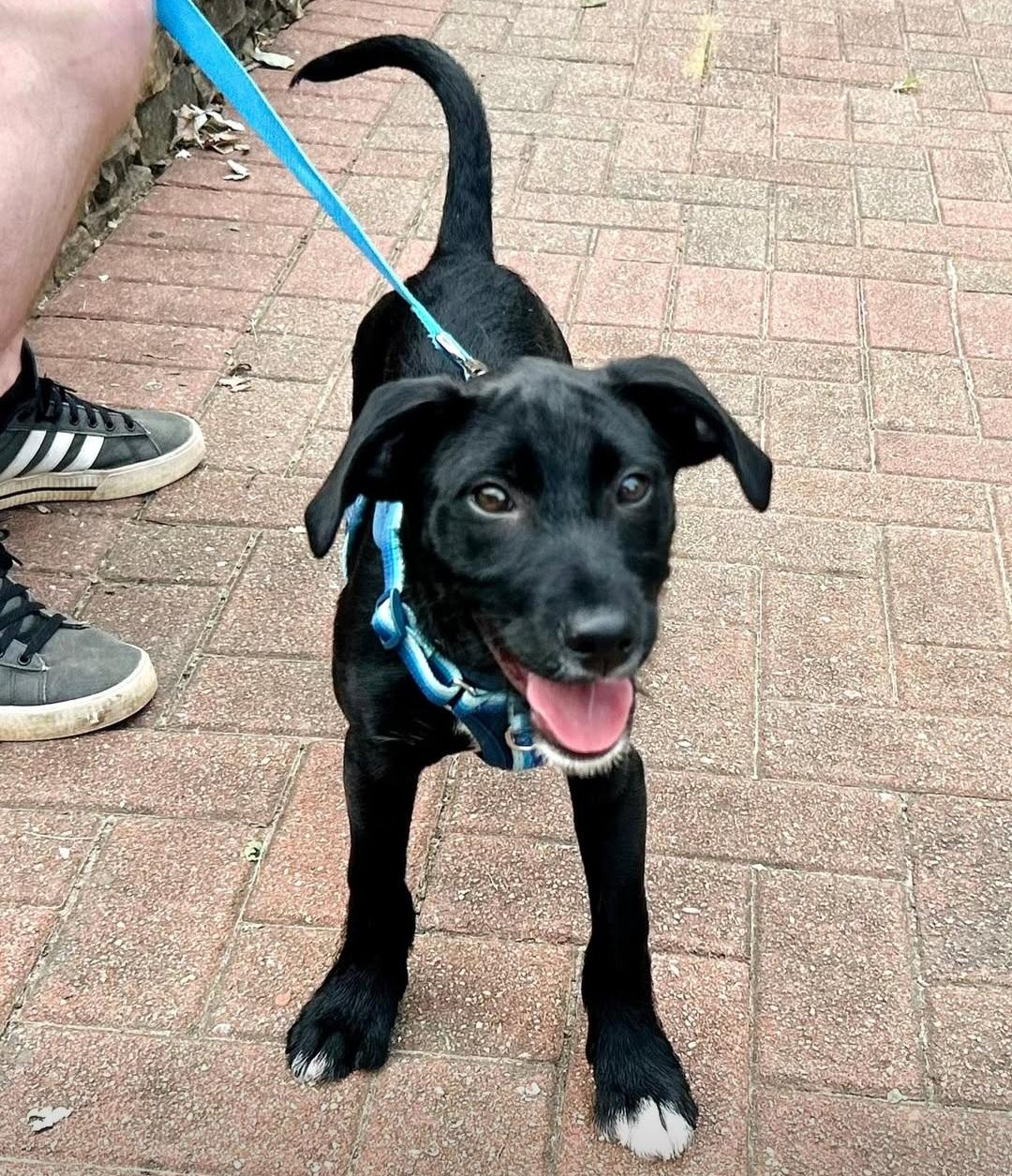 Enlarge Hollis Urgent Foster/Adopter Family Needed, a Adopted mixed breed in Roswell, GA image 5/6