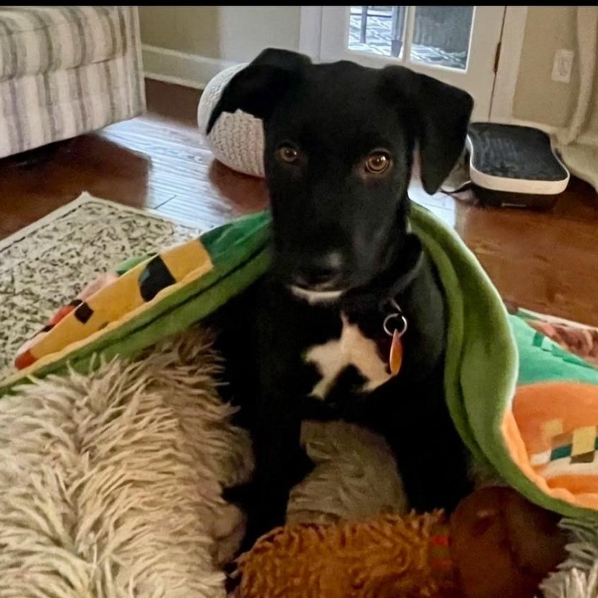 Enlarge Hollis Urgent Foster/Adopter Family Needed, a Adopted mixed breed in Roswell, GA image 4/6