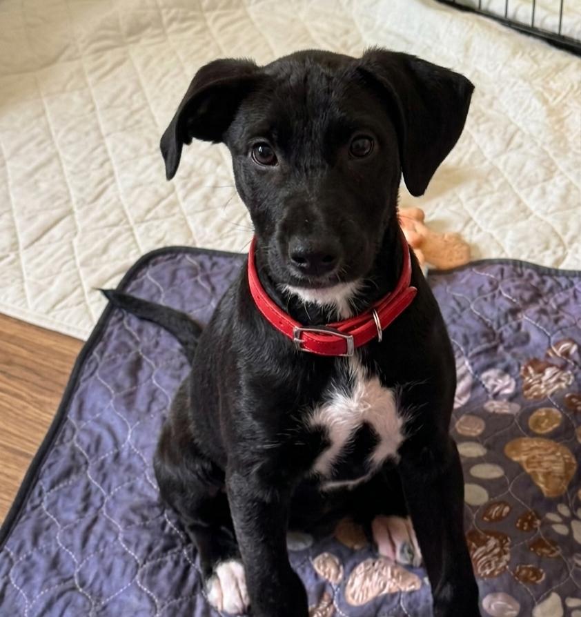 Enlarge Hollis Urgent Foster/Adopter Family Needed, a Adopted mixed breed in Roswell, GA image 3/6