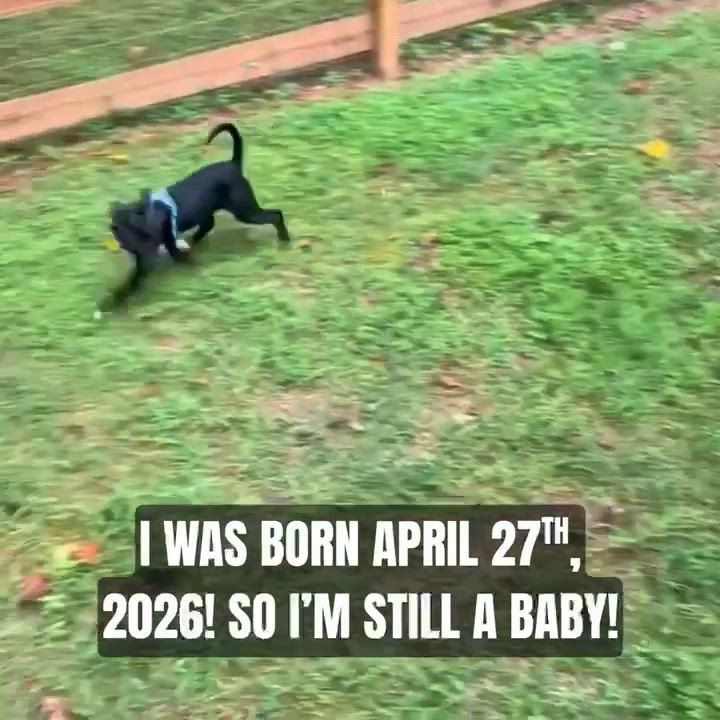 Enlarge Hollis Urgent Foster/Adopter Family Needed, a Adopted mixed breed in Roswell, GA video 6/6