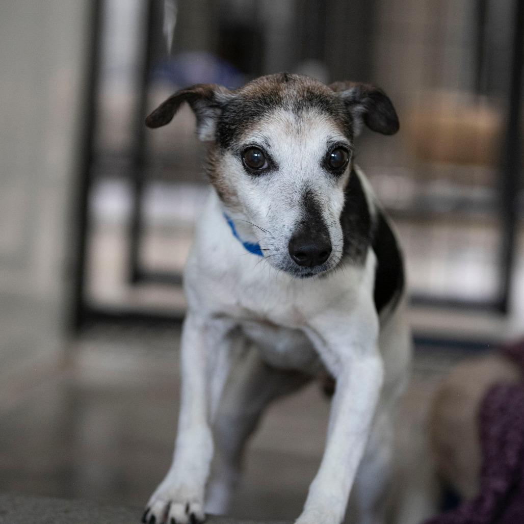 Enlarge Levi (AG26-59), a Adoptable Jack Russell Terrier in Peyton, CO image 1/6