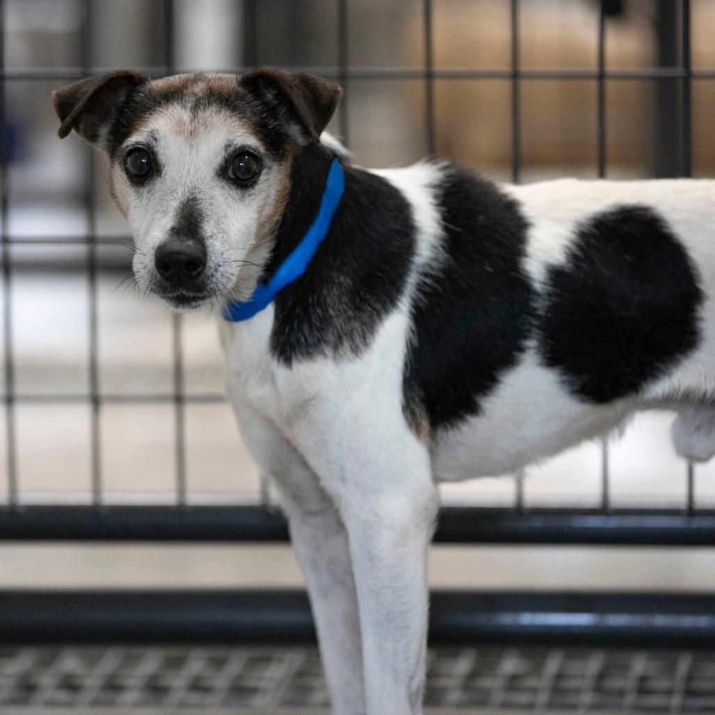 Enlarge Levi (AG26-59), a Adoptable Jack Russell Terrier in Peyton, CO image 2/6