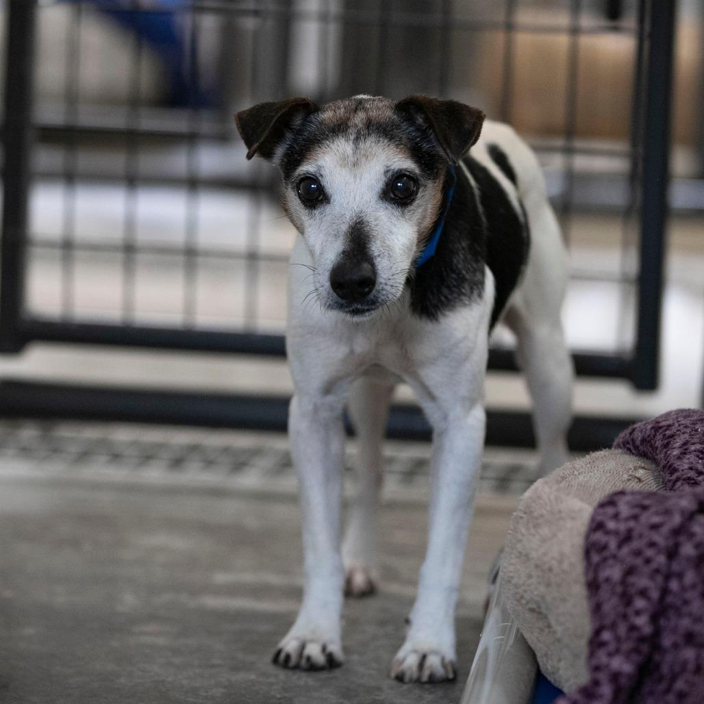 Enlarge Levi (AG26-59), a Adoptable Jack Russell Terrier in Peyton, CO image 3/6