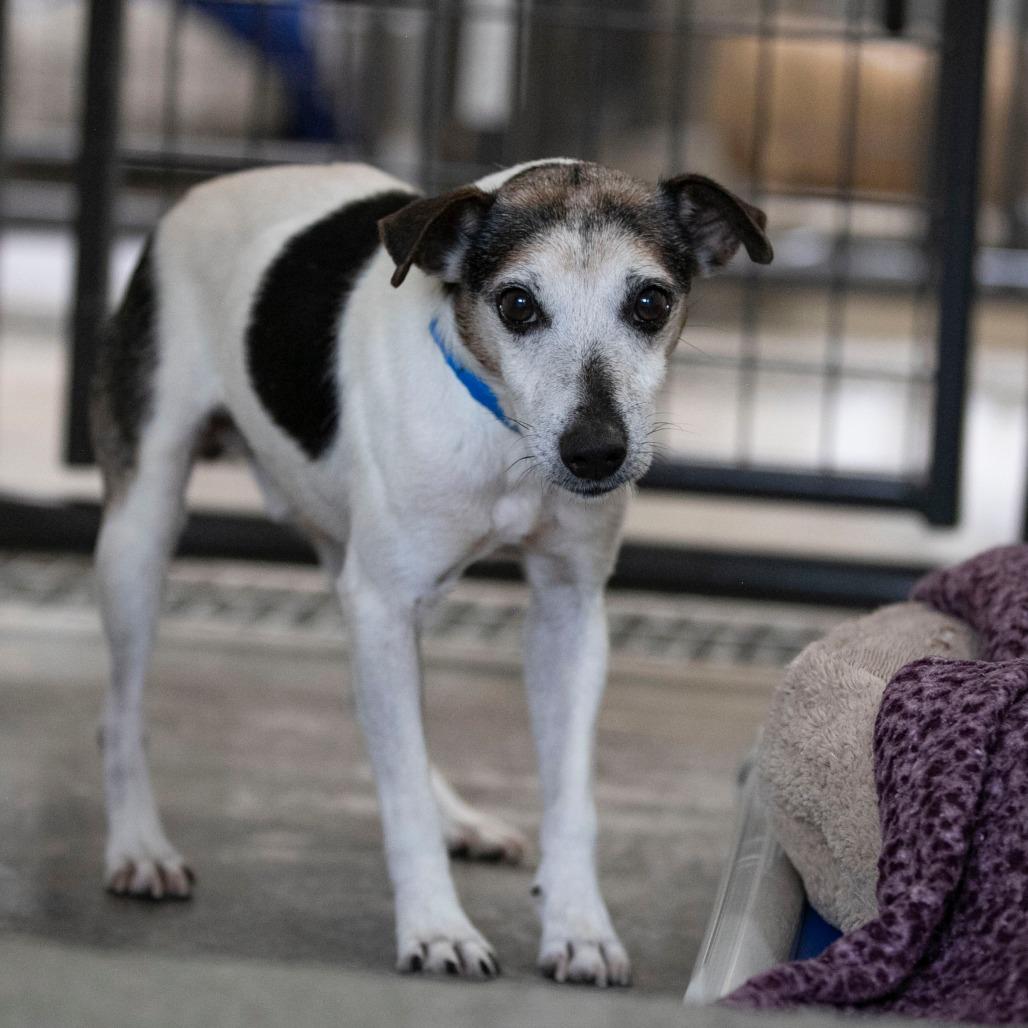 Enlarge Levi (AG26-59), a Adoptable Jack Russell Terrier in Peyton, CO image 4/6