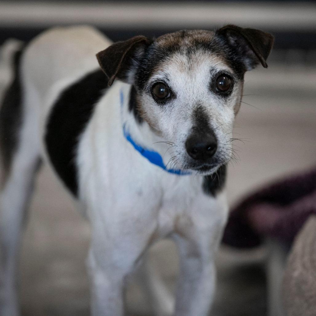 Enlarge Levi (AG26-59), a Adoptable Jack Russell Terrier in Peyton, CO image 5/6