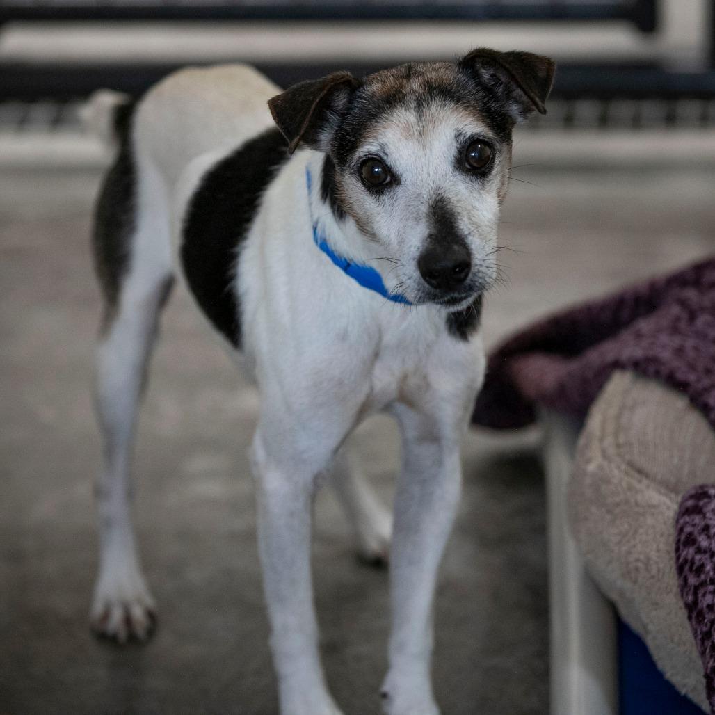 Enlarge Levi (AG26-59), a Adoptable Jack Russell Terrier in Peyton, CO image 6/6