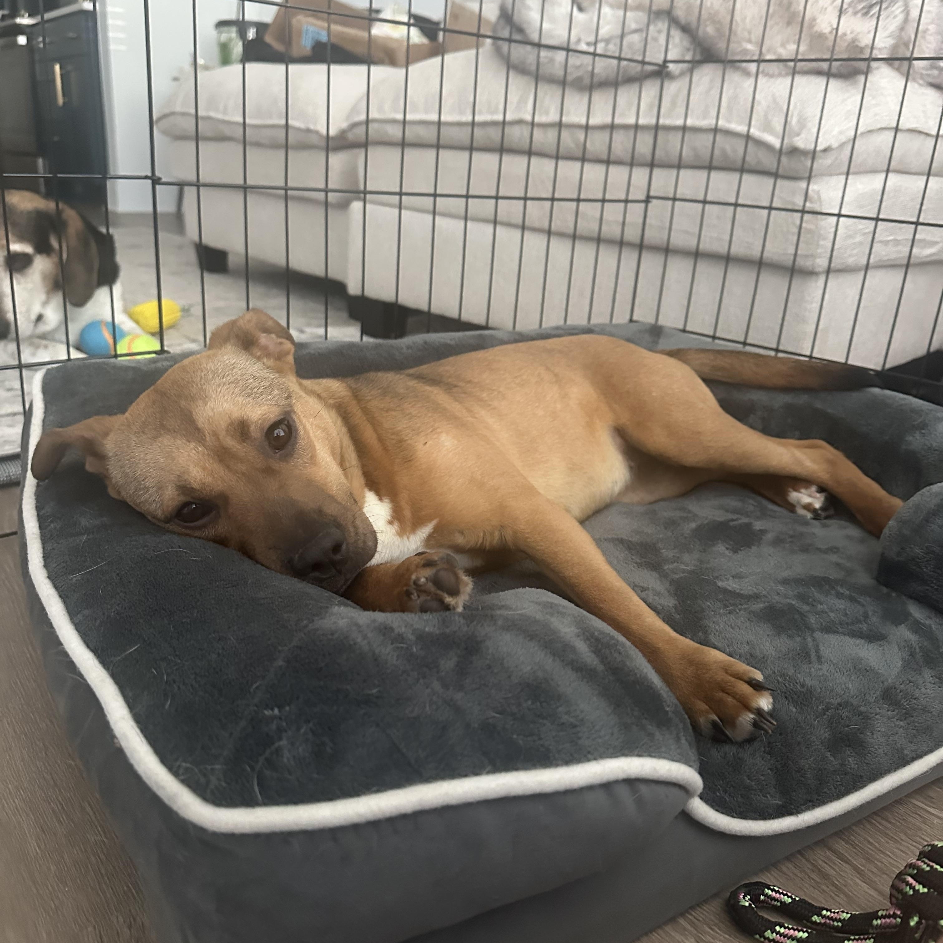 Enlarge Junie, an adopted mixed breed in Charlotte, NC image 5/6