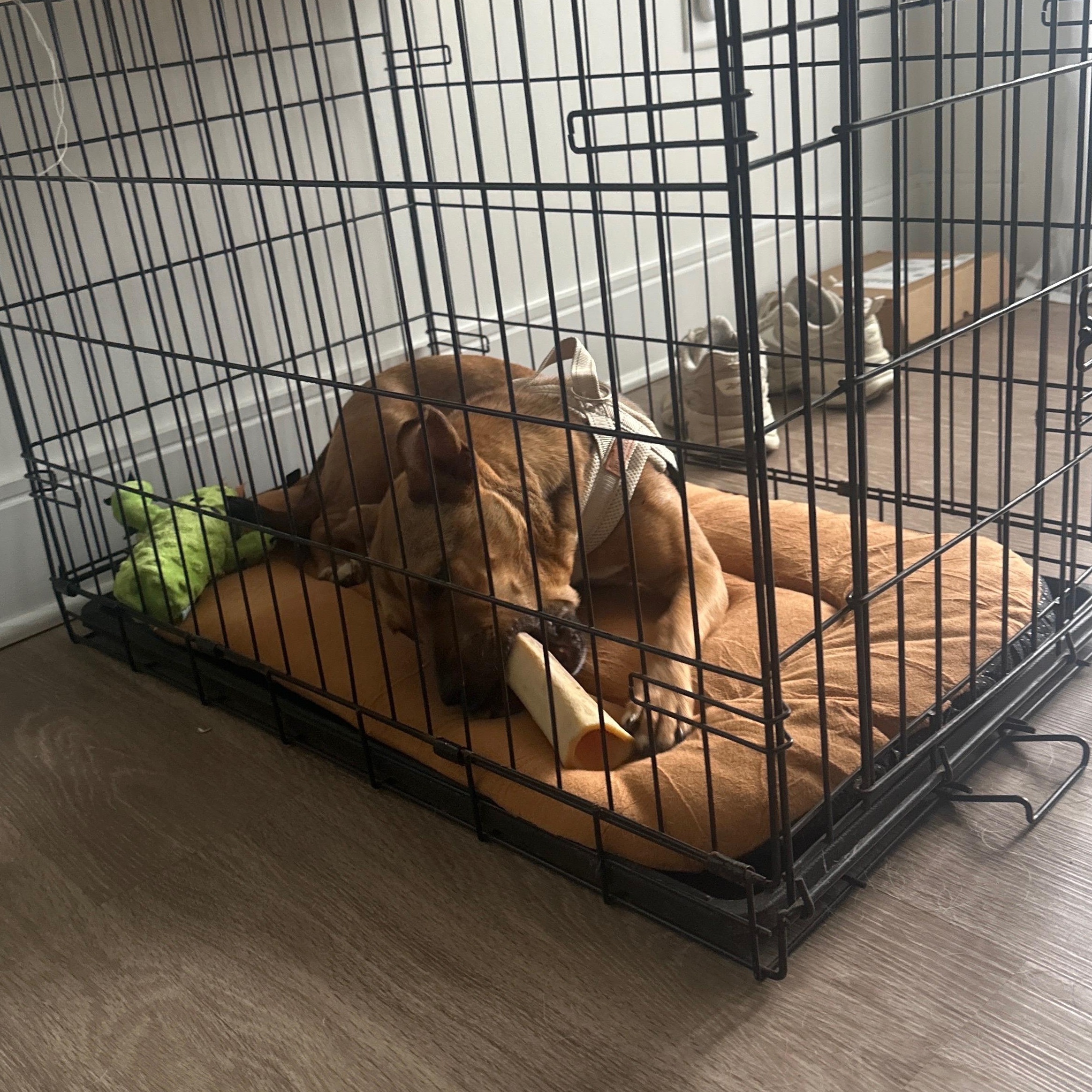 Enlarge Junie, an adopted mixed breed in Charlotte, NC image 4/6