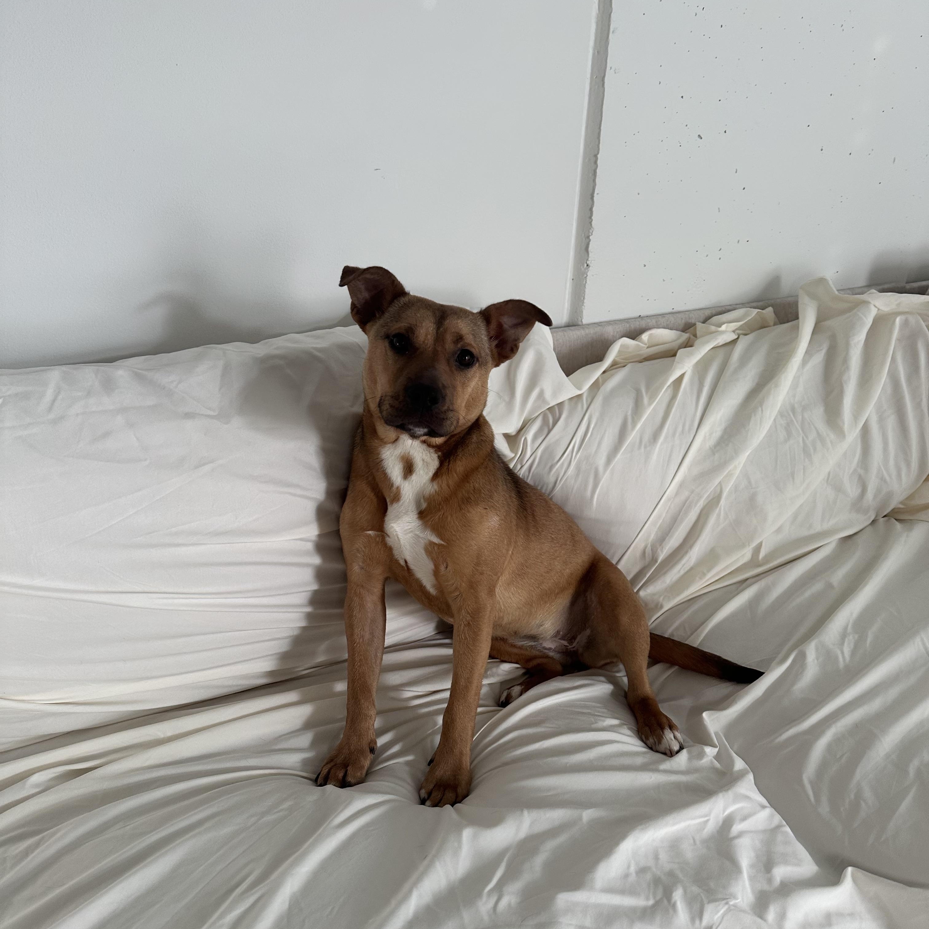 Enlarge Junie, an adopted mixed breed in Charlotte, NC image 6/6