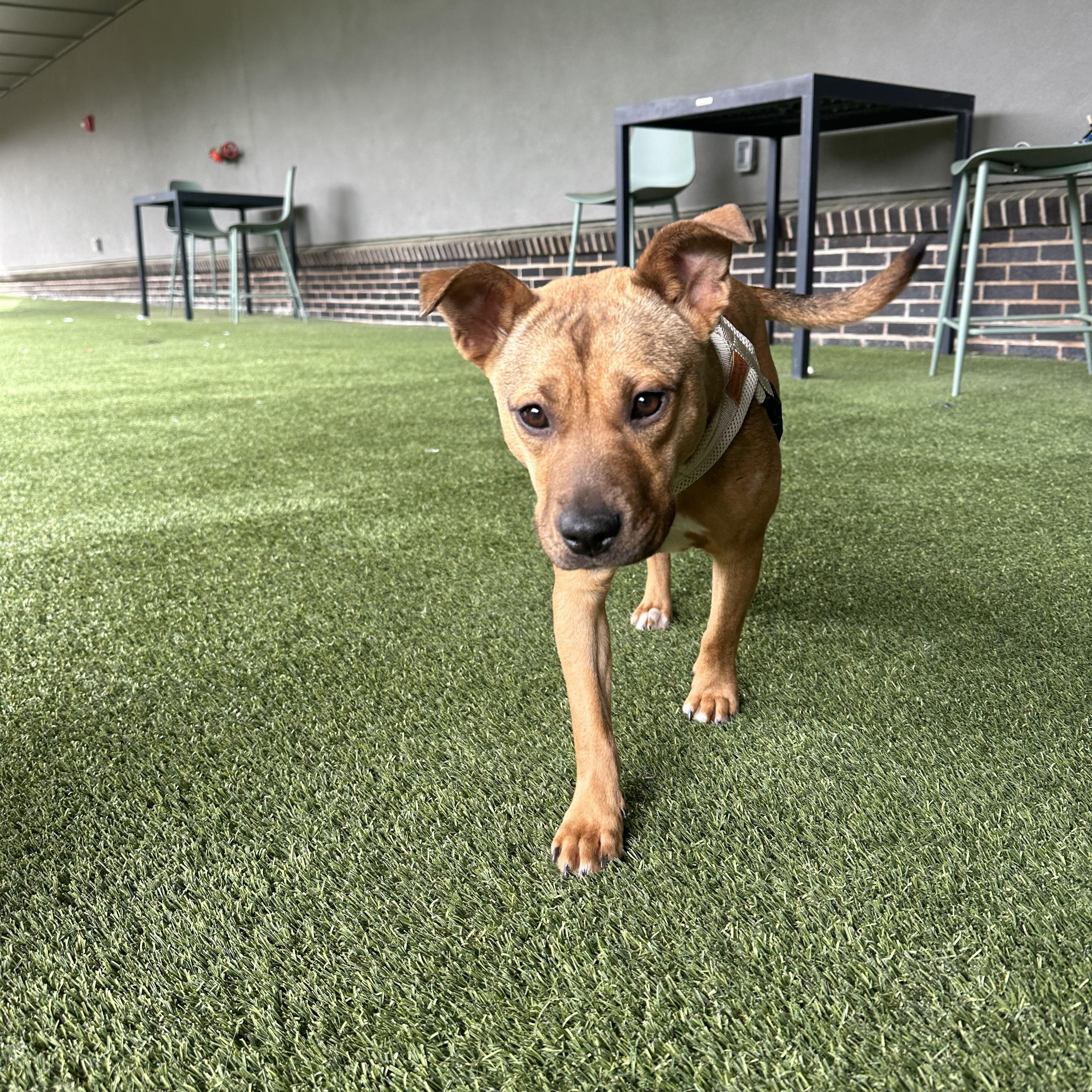 Enlarge Junie, an adopted mixed breed in Charlotte, NC image 3/6