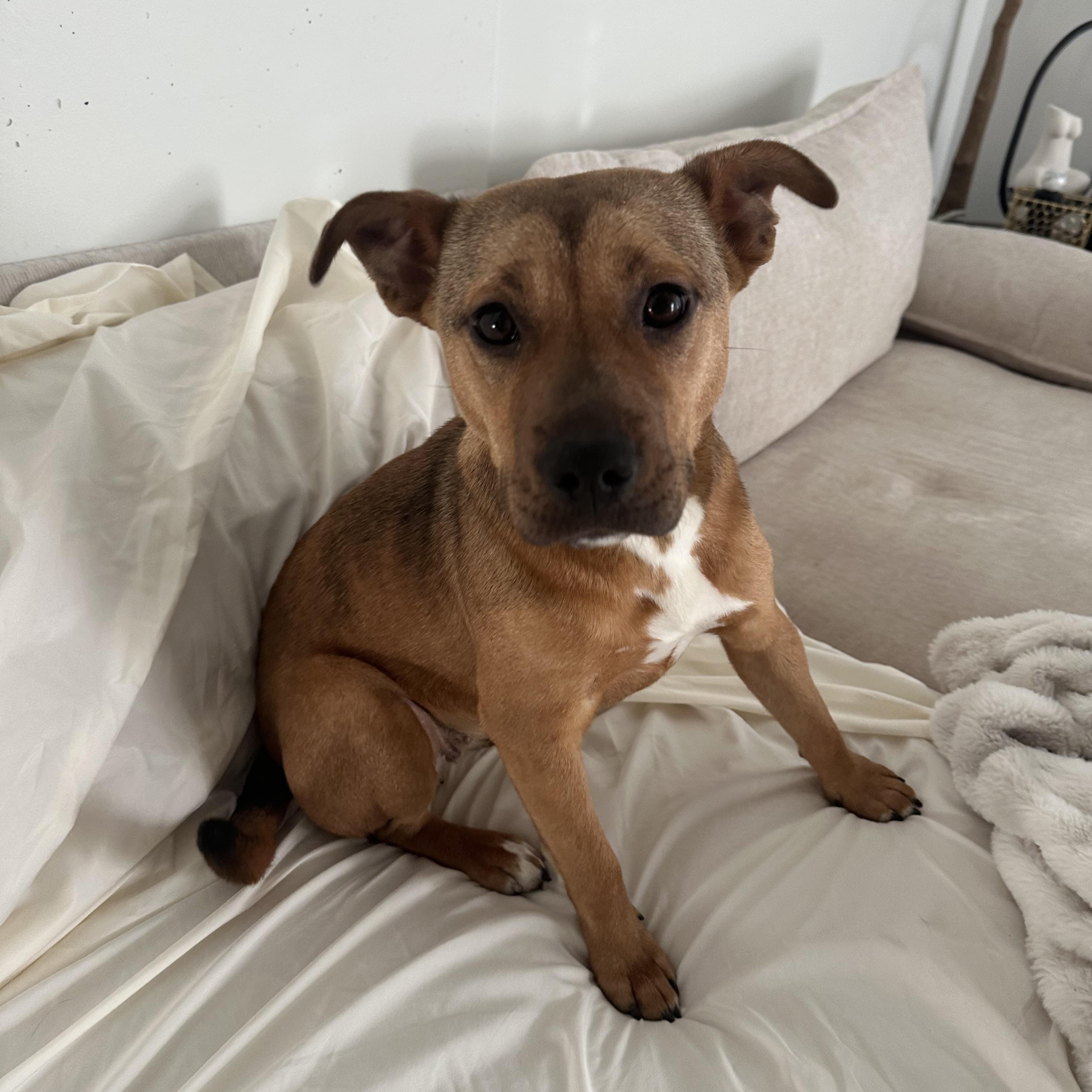 Enlarge Junie, an adopted mixed breed in Charlotte, NC image 2/6