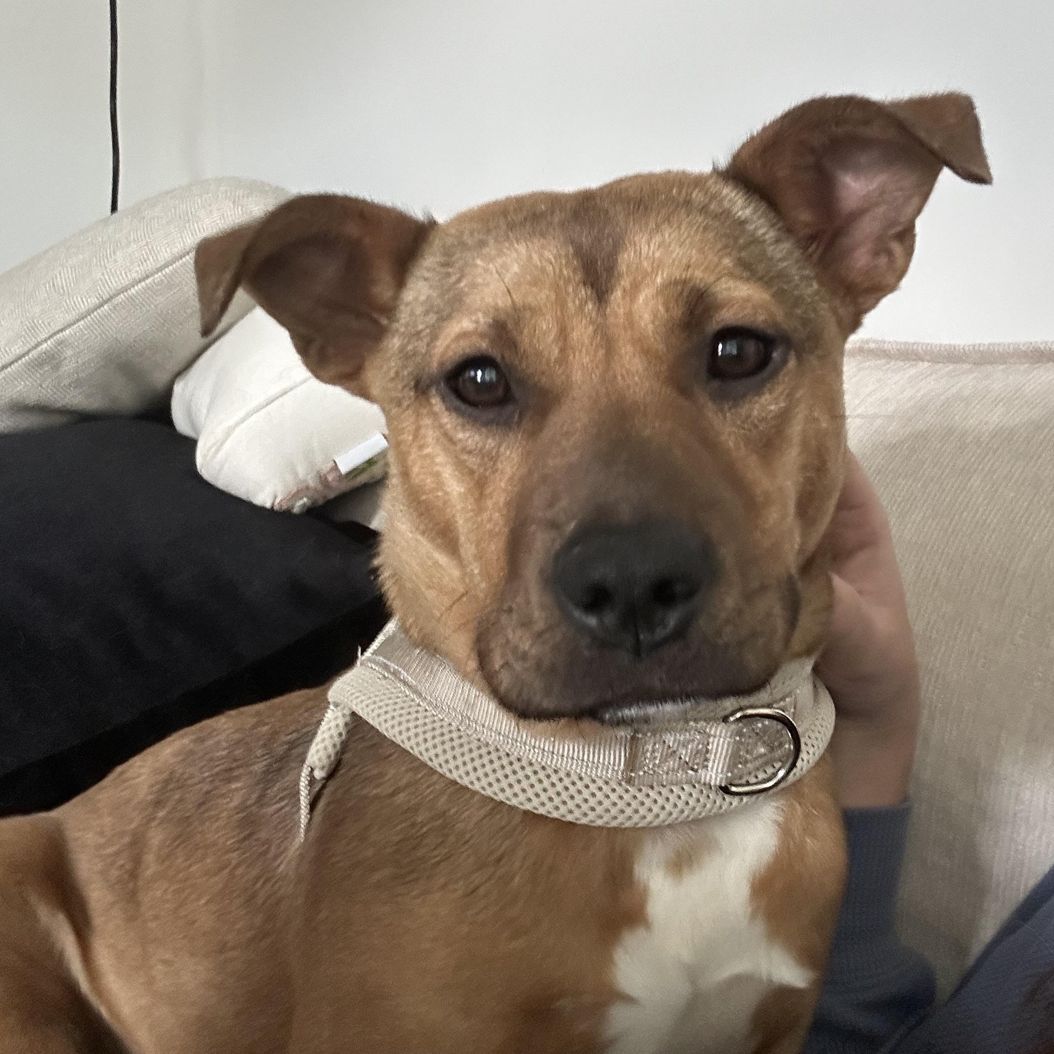 Enlarge Junie, an adopted mixed breed in Charlotte, NC image 1/6