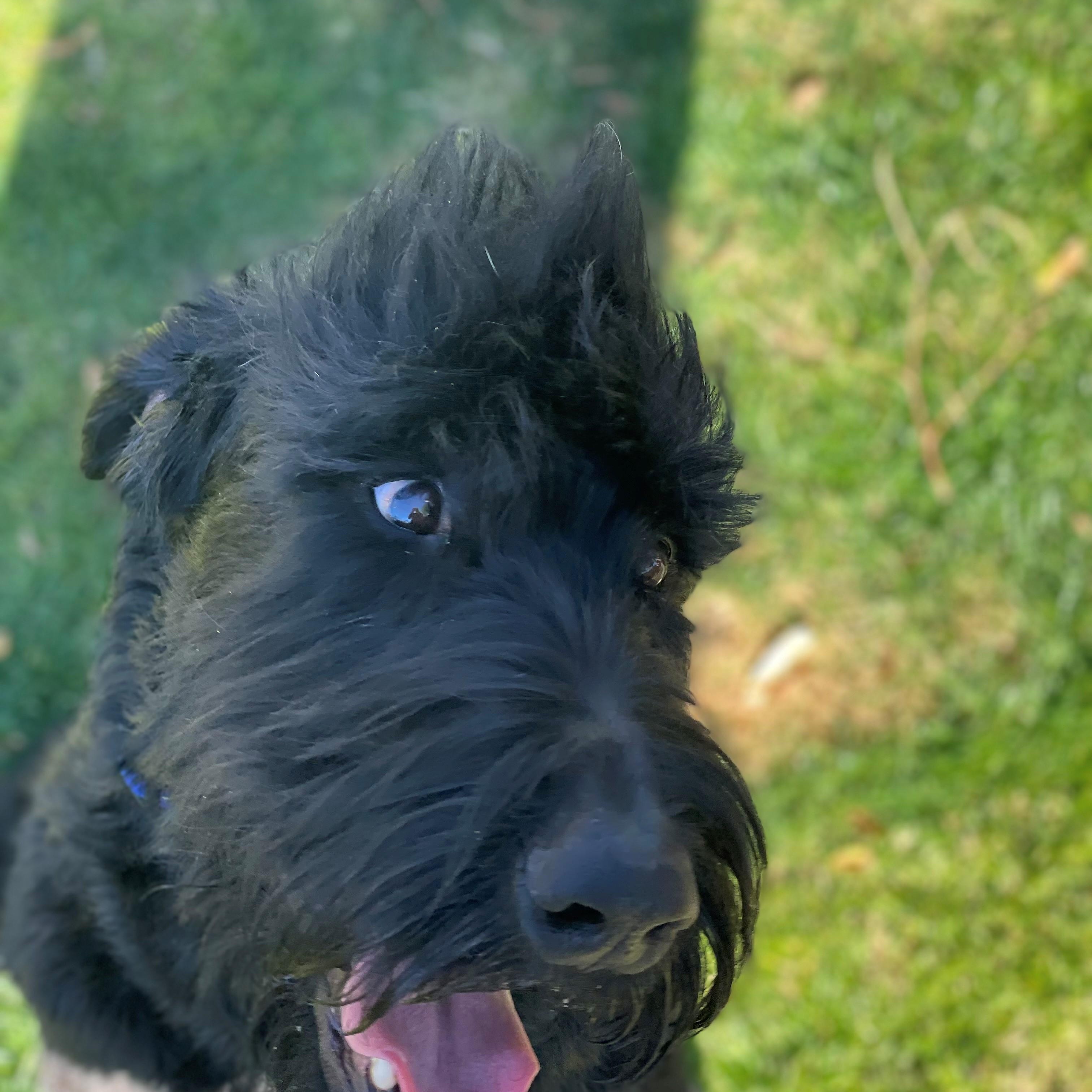 Mohawk, Adopted, Adult Male Giant Schnauzer.
