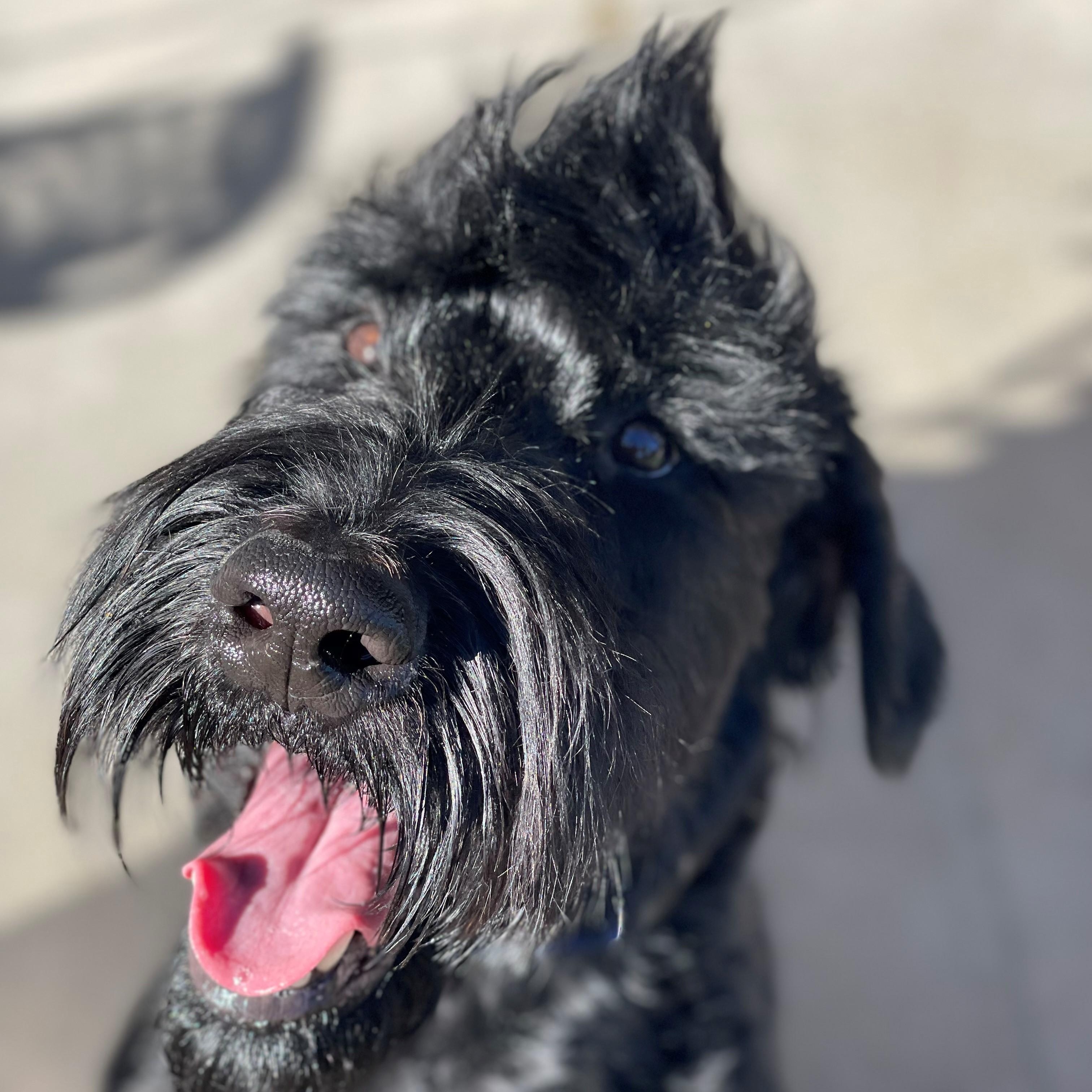 Enlarge Mohawk, a Adopted Giant Schnauzer in Mesa, AZ image 2/5