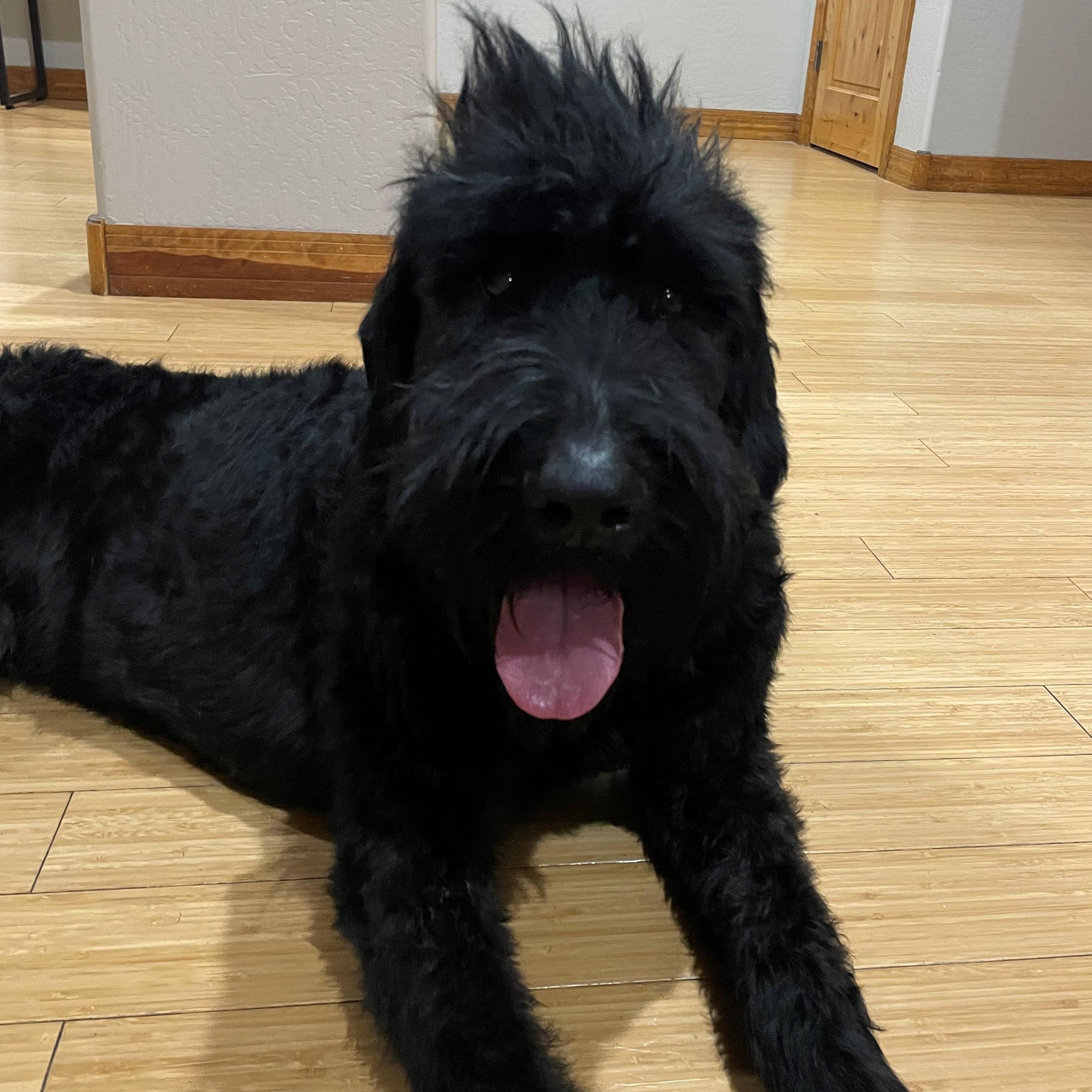 Enlarge Mohawk, a Adopted Giant Schnauzer in Mesa, AZ image 3/5