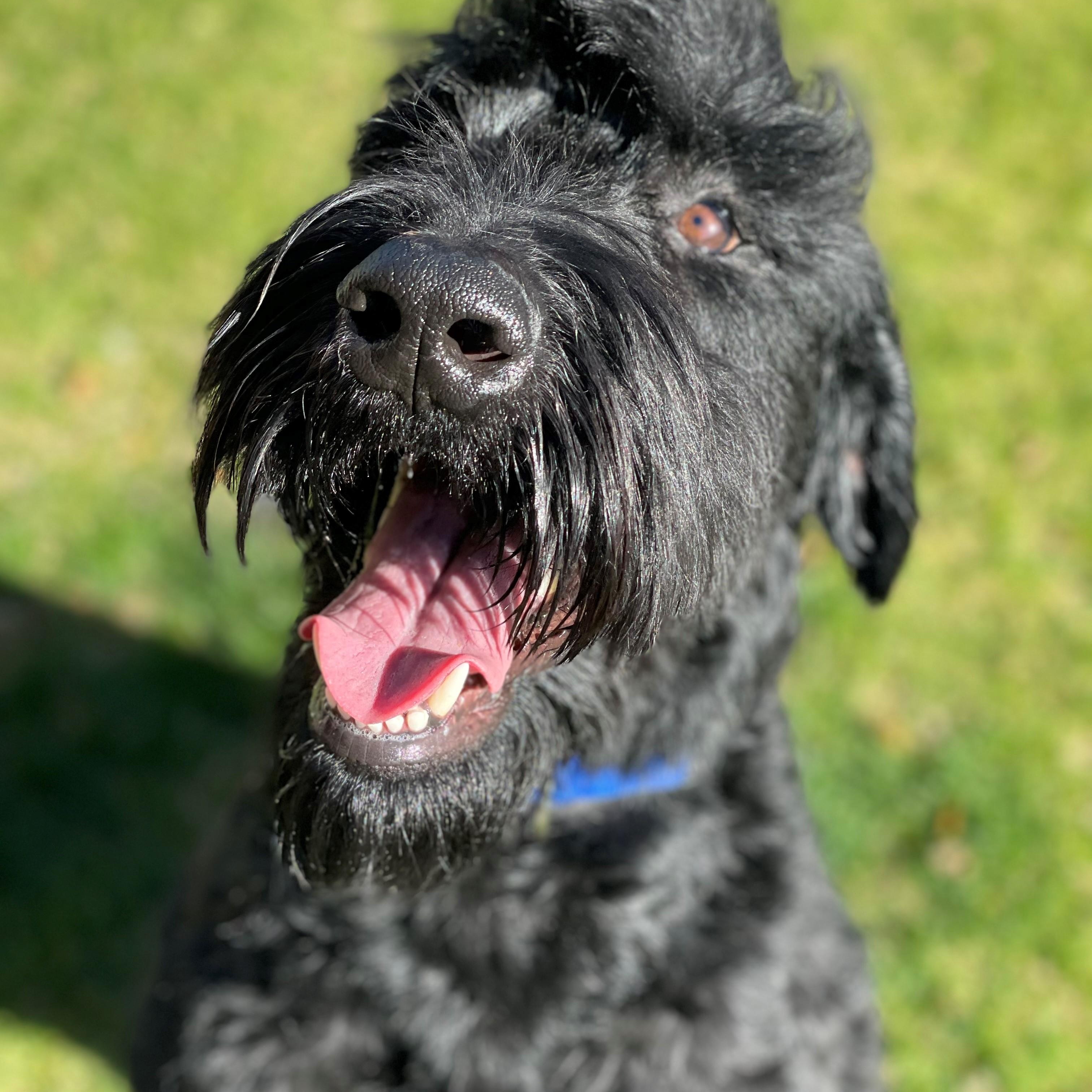 Enlarge Mohawk, a Adopted Giant Schnauzer in Mesa, AZ image 4/5