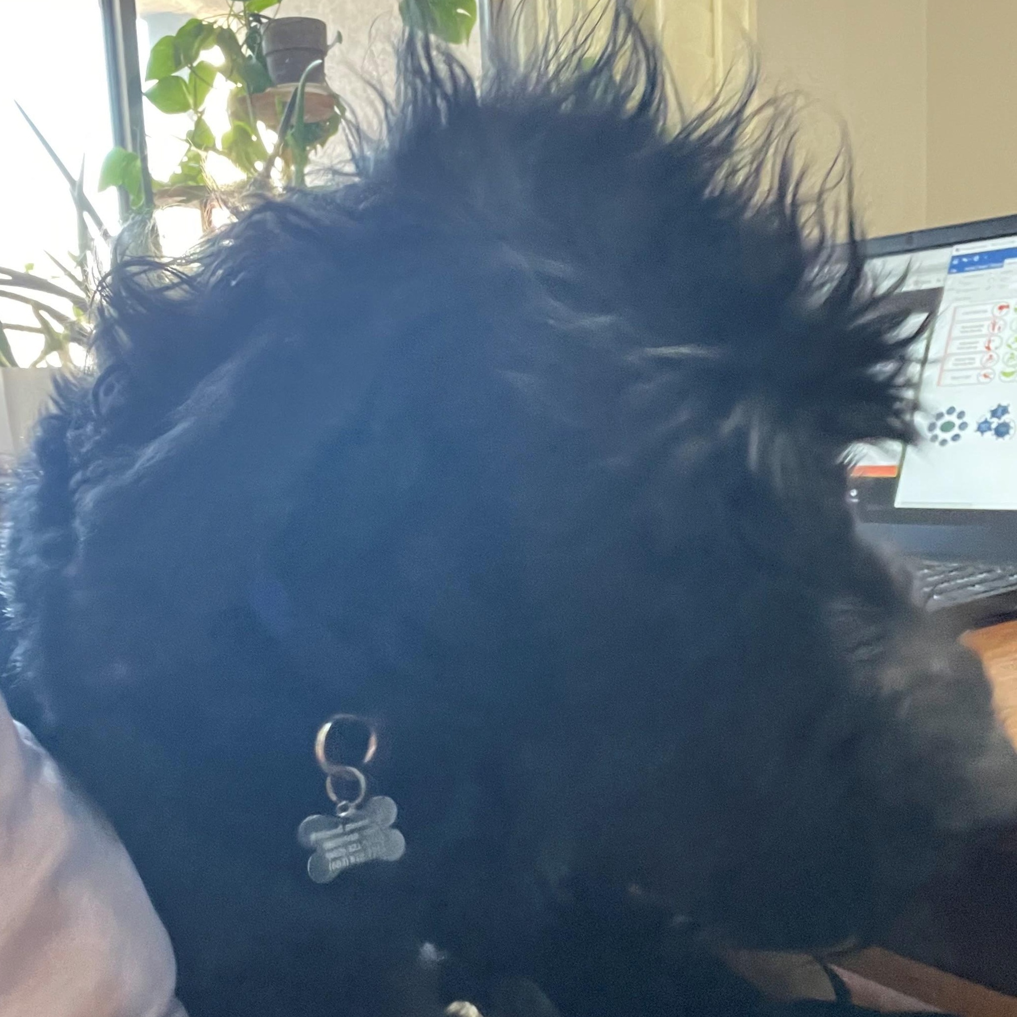 Enlarge Mohawk, a Adopted Giant Schnauzer in Mesa, AZ image 5/5
