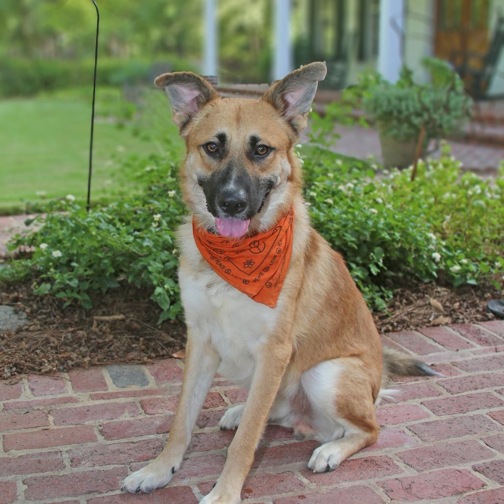 Charlie, Adoptable, Adult Male German Shepherd Dog.