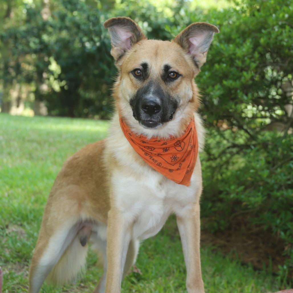 Enlarge Charlie, a Adoptable German Shepherd Dog in Natchitoches, LA image 2/6