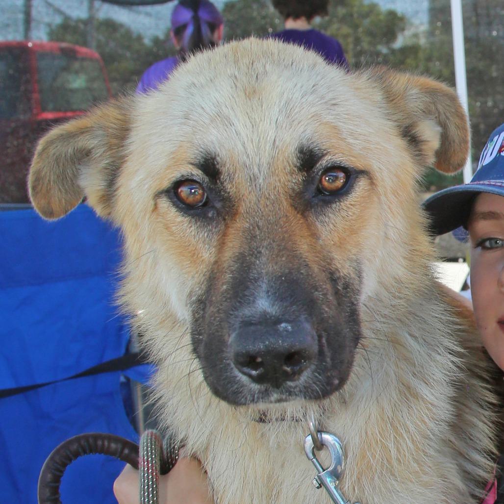 Enlarge Charlie, a Adoptable German Shepherd Dog in Natchitoches, LA image 3/6