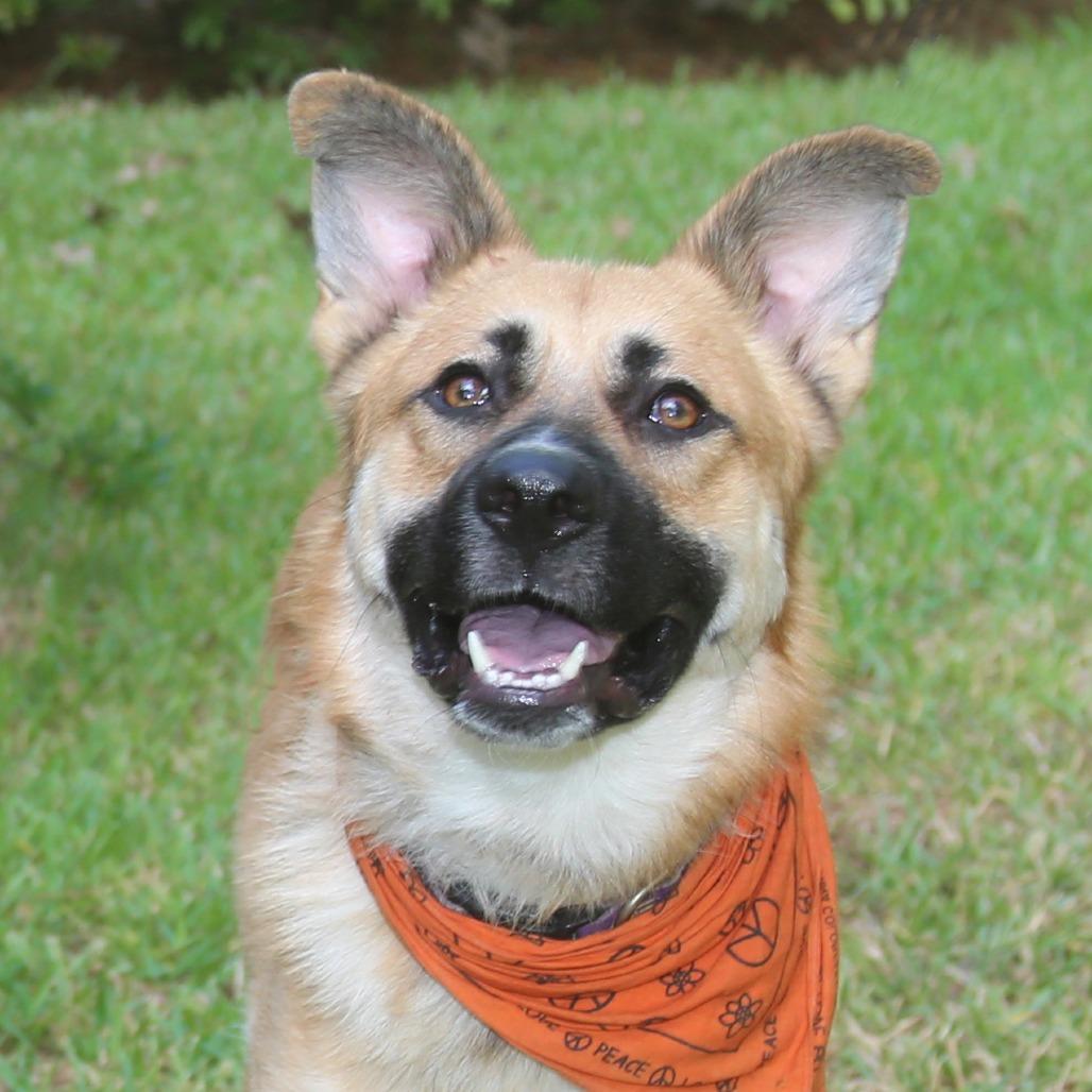Enlarge Charlie, a Adoptable German Shepherd Dog in Natchitoches, LA image 4/6