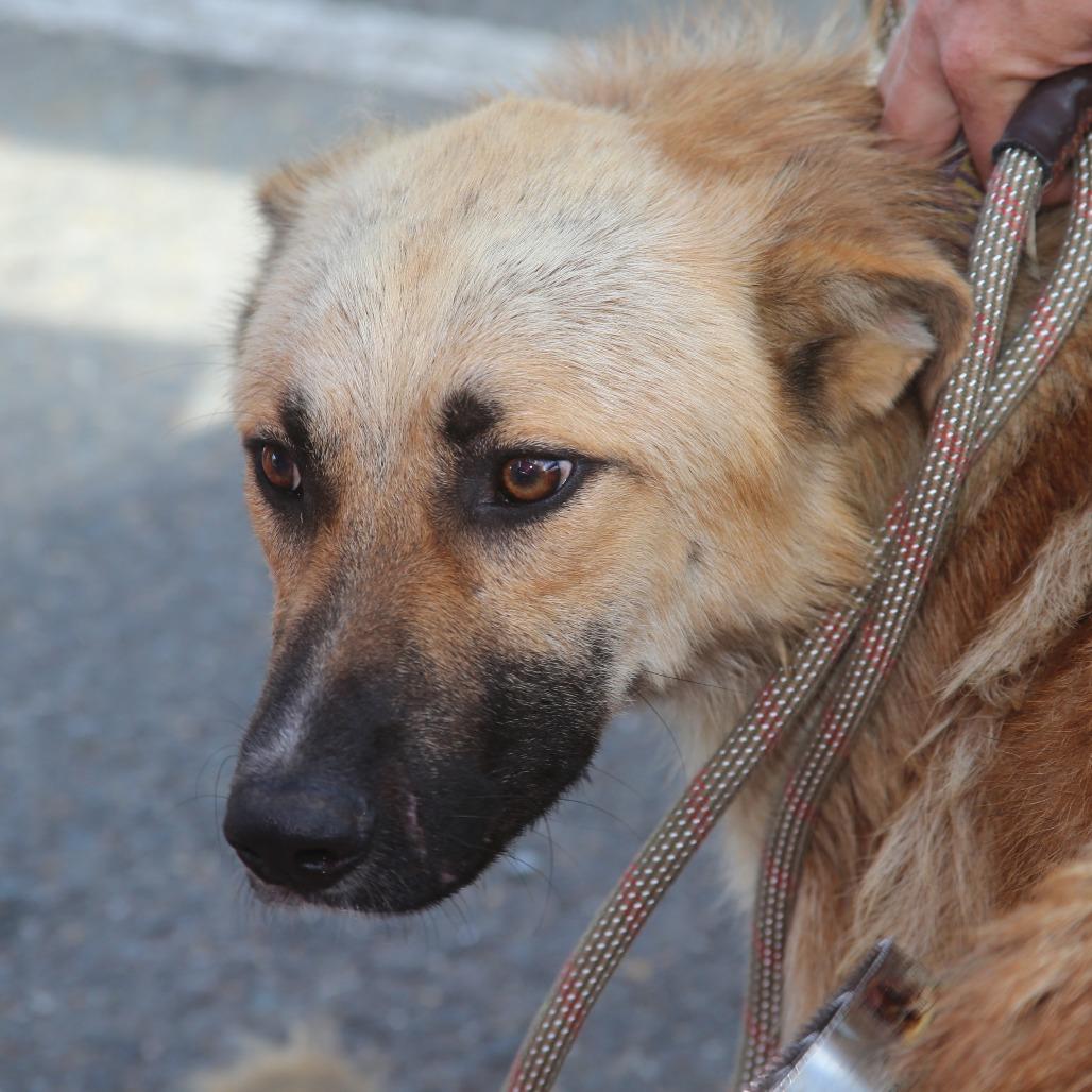 Enlarge Charlie, a Adoptable German Shepherd Dog in Natchitoches, LA image 5/6
