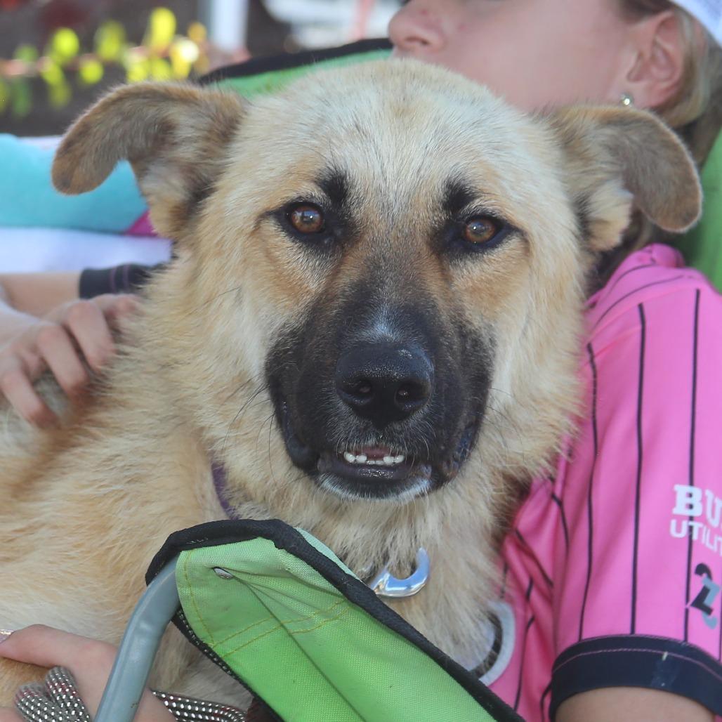 Enlarge Charlie, a Adoptable German Shepherd Dog in Natchitoches, LA image 6/6