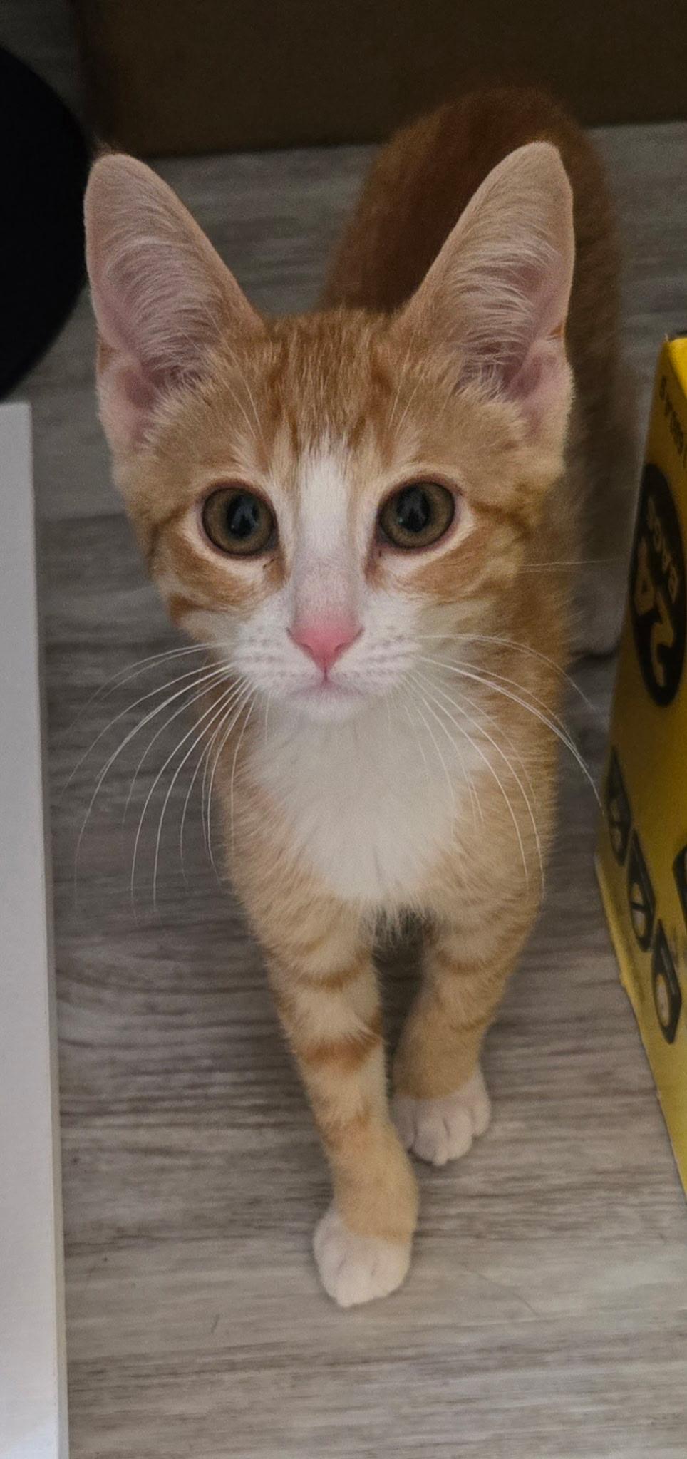 Scotch, Baby Male unknown