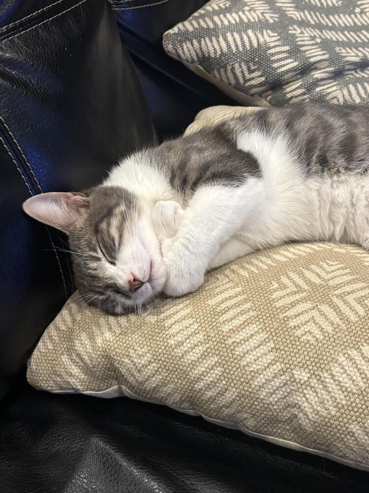 Charcoal, Adoptable, Young Male Domestic Short Hair.