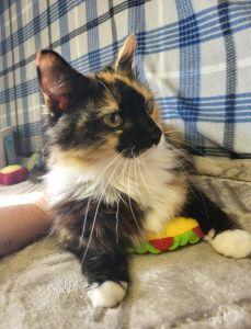 Spice, adopted, Adult Female Domestic Long Hair & Calico.