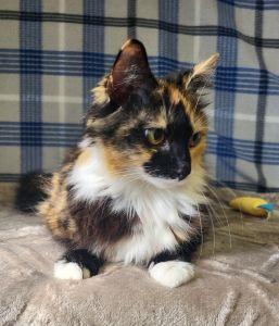 Spice, an adopted mixed breed in Bucyrus, OH image 2/3