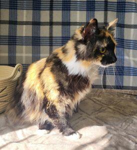 Spice, an adopted mixed breed in Bucyrus, OH image 3/3