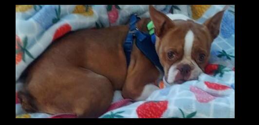 Sonya Purnell Lewis Chattanooga, TN 4822, Adoptable, Adult Female Boston Terrier.