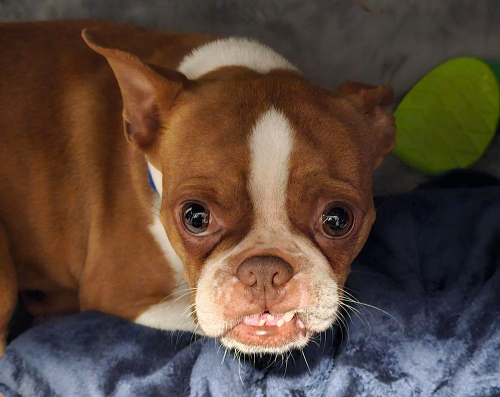 Enlarge Sonya Purnell Lewis Chattanooga, TN 4822, a Adoptable Boston Terrier in Maryville, TN image 3/6