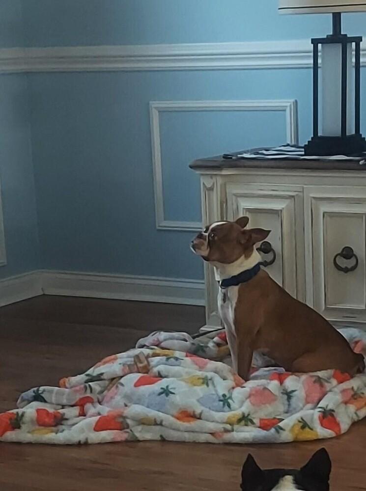 Enlarge Sonya Purnell Lewis Chattanooga, TN 4822, a Adoptable Boston Terrier in Maryville, TN image 5/6