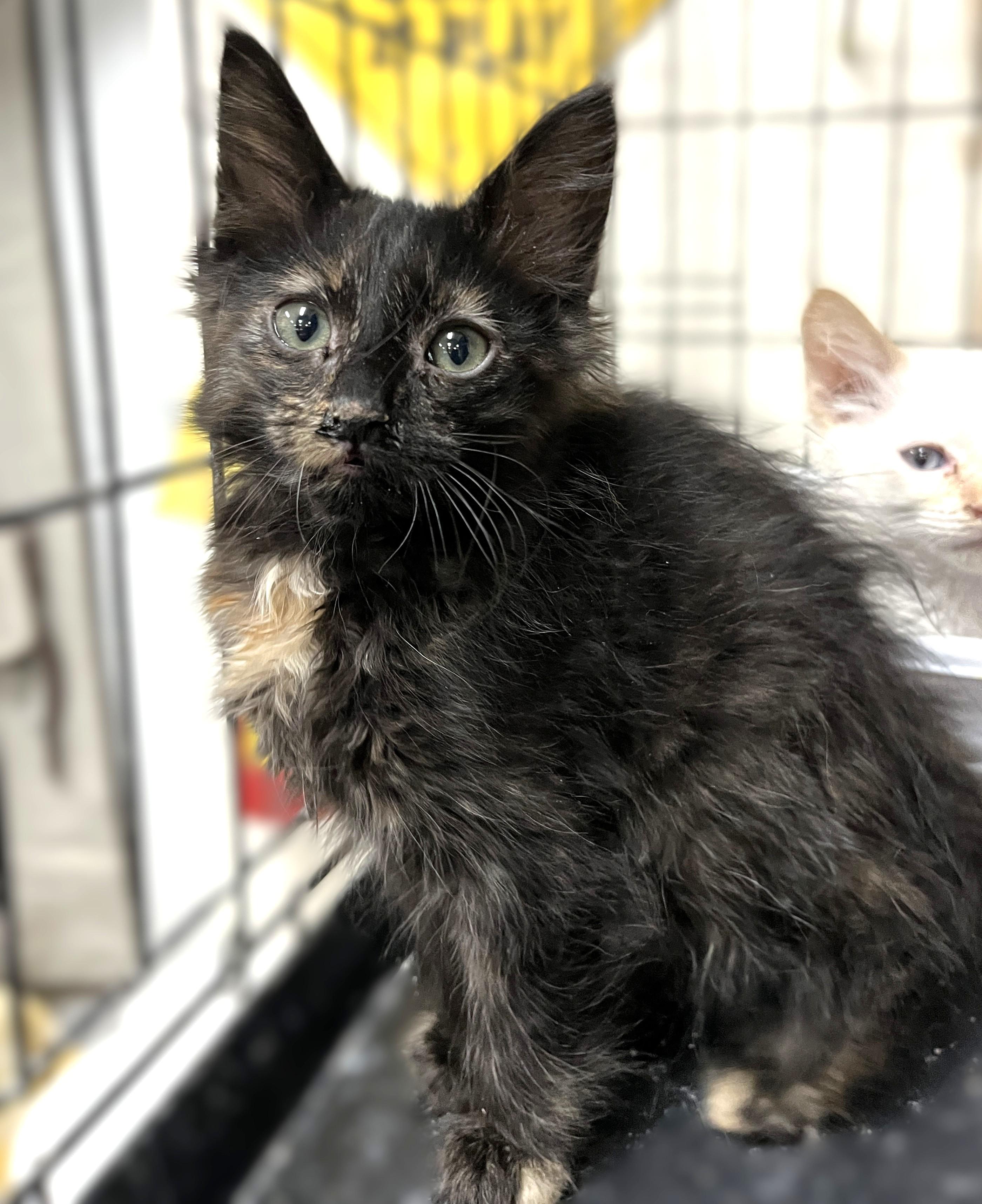 Confetti, adopted, Kitten Female Tortoiseshell.