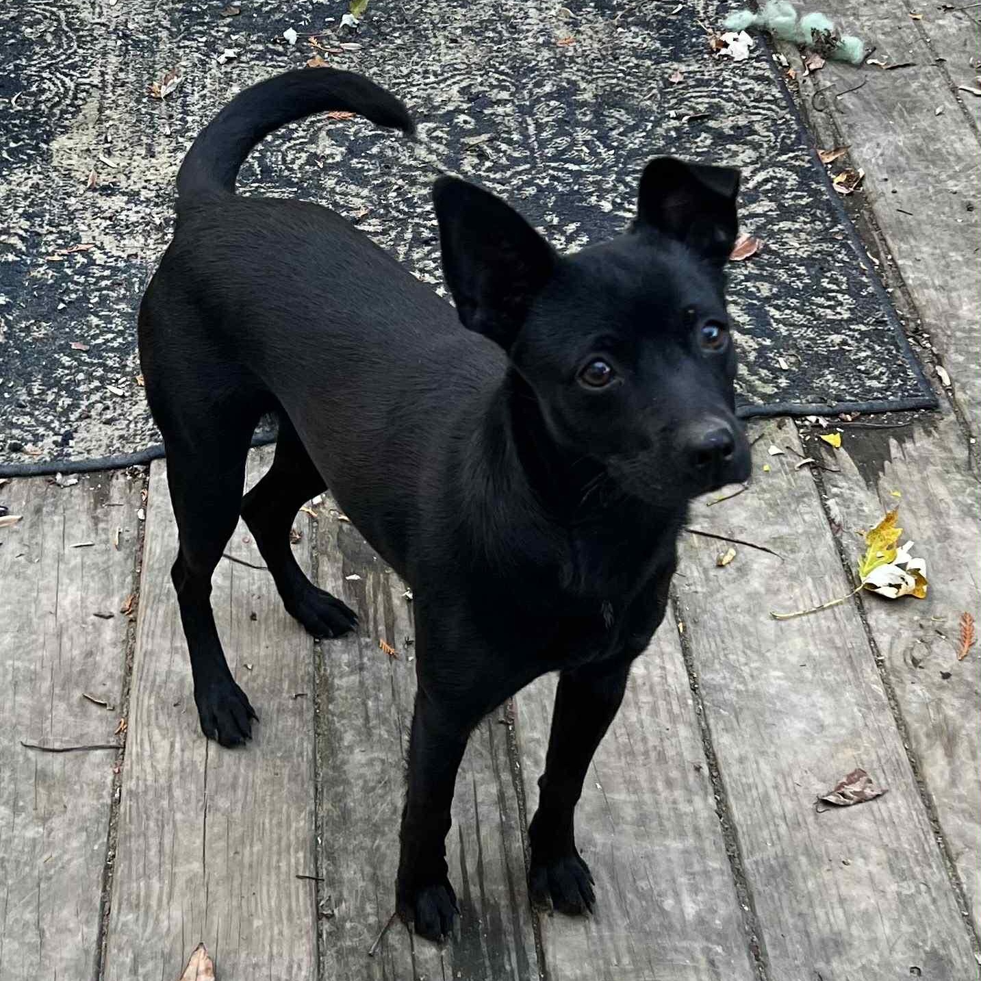 Mandy, an adopted Chihuahua in Harrington, DE image 2/4